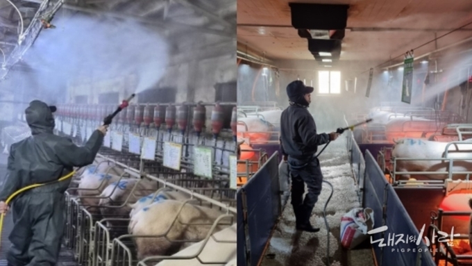 "돈사 내부소독, 안전수칙 안 지키면 독 된다"