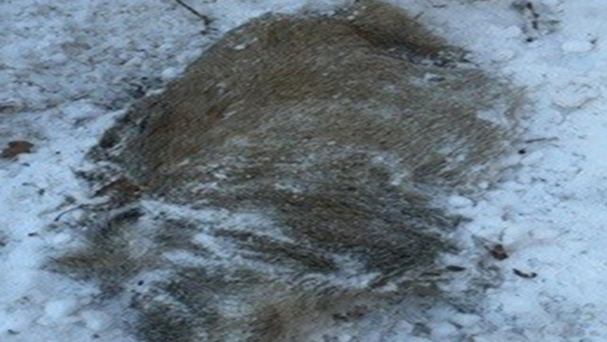 [ASF] 이달 감염멧돼지 28건 달성...'24년 7월 이후 최다 기록 타이