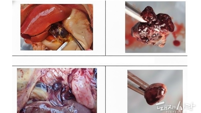 [칼럼] ASF 농장 발생 14건....지금은 ‘초비상 상황’이다