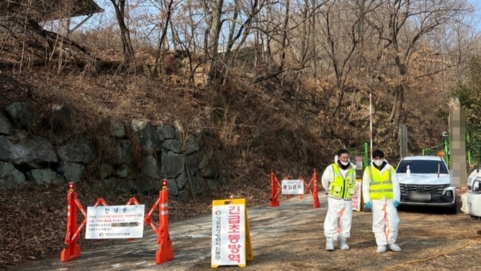 사육돼지 ASF, 한 달 만에 '15건' 역대 최대....유입·확산 경로 '미궁'