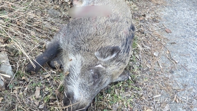 [팩트체크] 北서 넘어온 야생멧돼지 ASF 검사 결과 나왔다