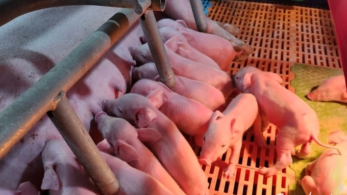 모돈 면역이 먼저다(4): 실증 데이터가 확인한 ‘모돈+자돈’ 통합 면역 관리의 효과