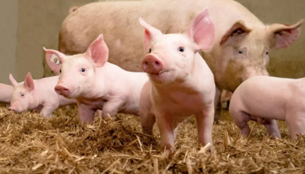 [채용] MSD동물약품, ‘양돈사업부 사업본부장’ 공모