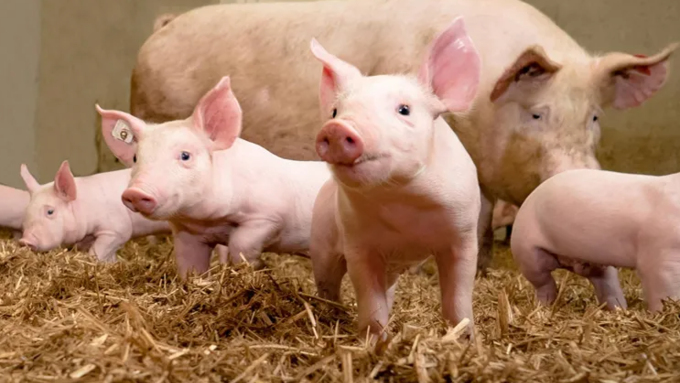 [채용] MSD동물약품, ‘양돈사업부 사업본부장’ 공모