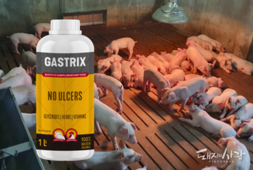 안전하고 잔류 문제없는 돼지 위궤양 솔루션 ‘가스트릭스’ 출시