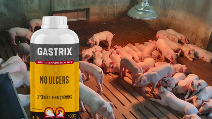 안전하고 잔류 문제없는 돼지 위궤양 솔루션 ‘가스트릭스’ 출시