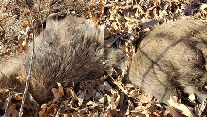 문경서 14개월 만에 ASF 감염멧돼지 '월악산 재입성'