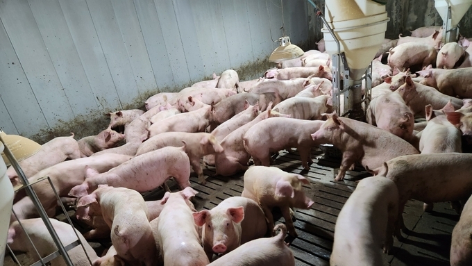 [초록] 음수 또는 사료를 통한 자연 섭취 시 ASF 바이러스의 감염 용량