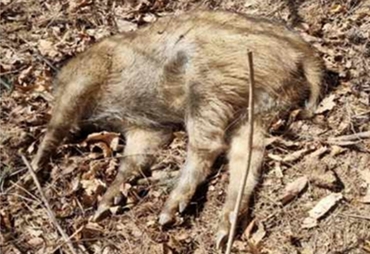 [ASF] 24일 강원 춘천·화천서 감염멧돼지 6마리 무더기 추가