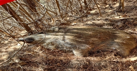 [ASF] 25일 기준 2월 ASF 감염멧돼지 56건...전월 대비 400 급증