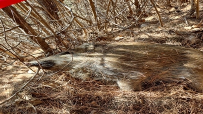 [ASF] 25일 기준 2월 ASF 감염멧돼지 56건...한 달 새 400 급증