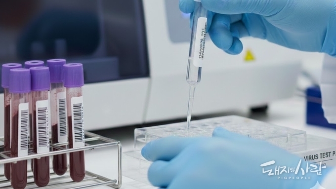 [칼럼] ASF 사태, '희생양 찾기'보다 '시스템 수술'이 먼저다