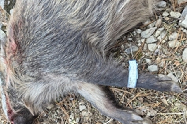 홍천·횡성서 수년 만에 ASF 감염멧돼지 다시 나타났다