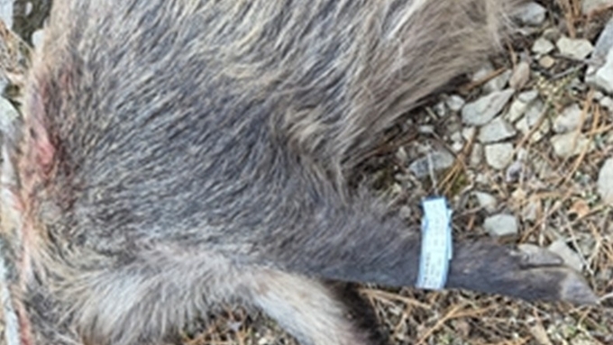 홍천·횡성서 수년 만에 ASF 감염멧돼지 다시 나타났다