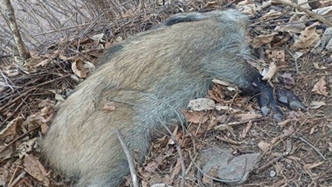 [ASF] 연천 ASF 농장 발생 날, 춘천·충주서 3월 첫 감염멧돼지 확인