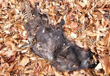 [ASF] 5일 경북 문경 월악산서 감염멧돼지 세 번째 추가