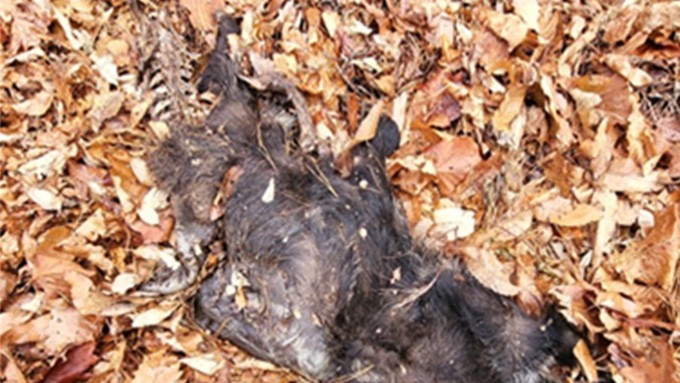 [ASF] 5일 경북 문경 월악산서 감염멧돼지 세 번째 추가