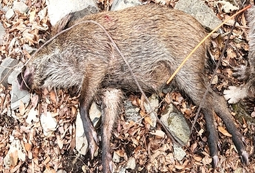 [속보] 울산서 총기포획된 야생멧돼지 2마리 ASF 양성 확인