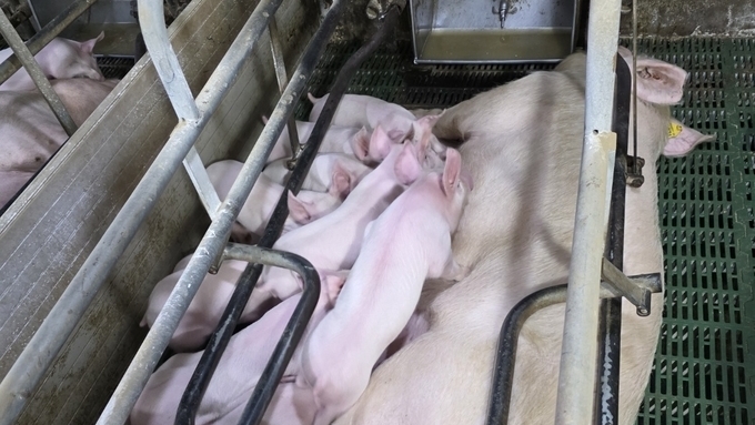 [전광판] '26년 11주차 평균 도매가격 5,147원(전주대비 -1.8, 전년대비 -6.4)