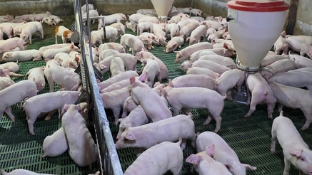 "양돈생산성 향상·악취저감 관련 제품실증 지원사업 신청하세요”