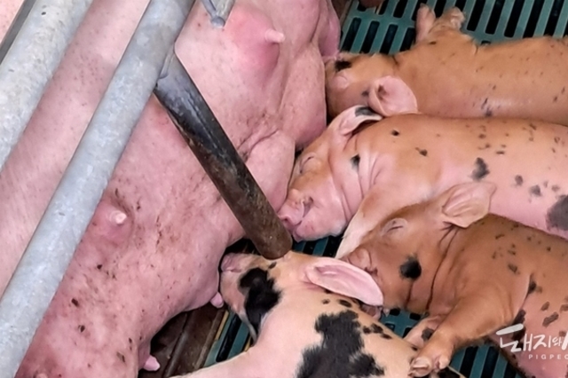 모돈 면역이 먼저다(5): PCV2 방어에서 ‘세포성 면역’이 중요한 이유