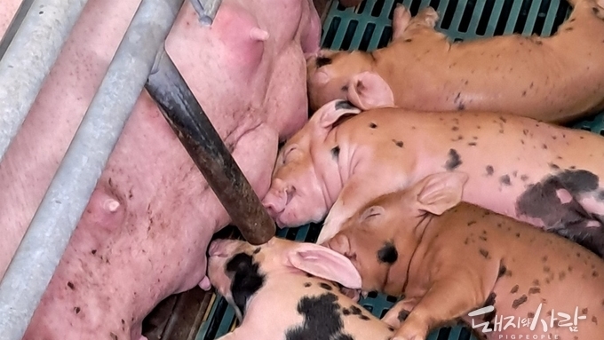 모돈 면역이 먼저다(5): PCV2 방어에서 ‘세포성 면역’이 중요한 이유