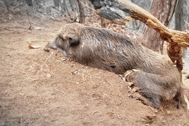[초록] 대한민국 야생멧돼지 서식지 내 ASF 바이러스 유전자 검출 보고