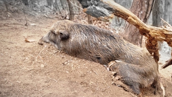 [초록] 대한민국 야생멧돼지 서식지 내 ASF 바이러스 유전자 검출 보고