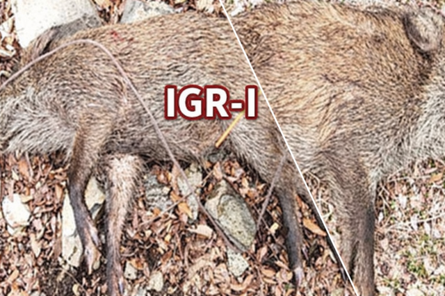 또 미스터리....울산 첫 ASF 멧돼지서 농가 유행 ‘IGR-I’형 검출