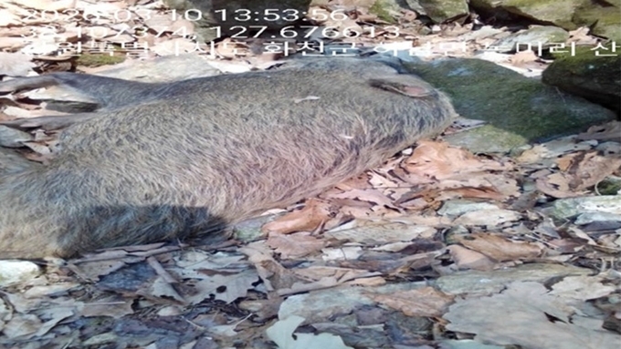 [ASF] 야생멧돼지 ASF, 이틀간 춘천·포천·화천서 5건 추가...울산 추가 無