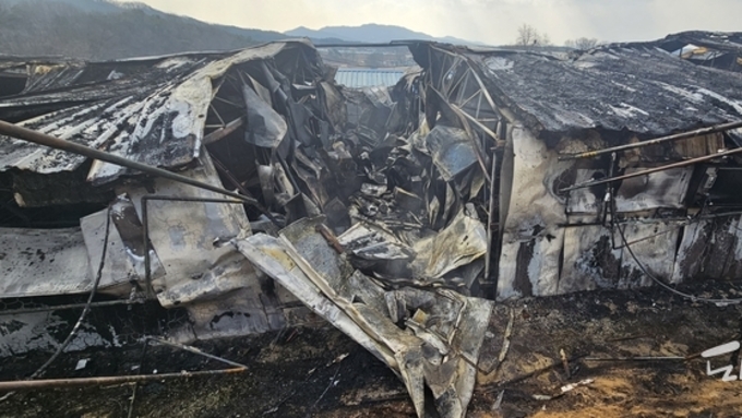 이천 율면 분만사 화재로 돼지 1천여 마리 폐사