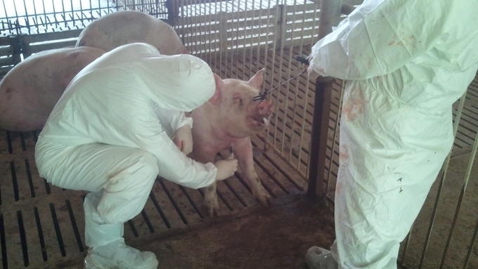 9주 만에 ASF 연쇄 발생 '일단 멈춤'… 철원 이후 열흘째 소강상태