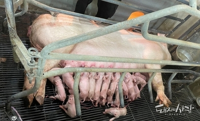 모돈 면역이 먼저다(6): 분만사에서 PCV2 조기감염에 대한 고찰