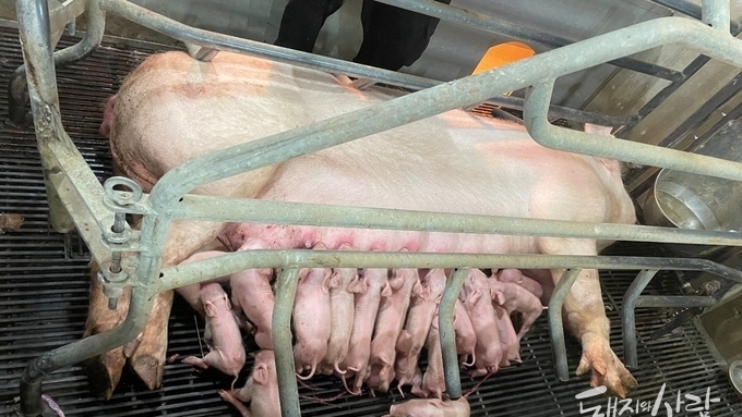 모돈 면역이 먼저다(6): 분만사에서 PCV2 조기감염에 대한 고찰