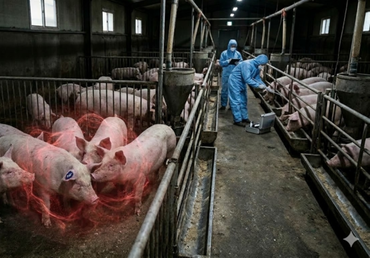 산청·함평 미스터리 풀렸다.....'가짜 음성'에 뚫린 '위험천만' ASF 방역