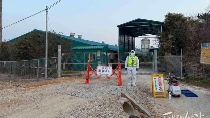 [속보] 나주 도축장 양성 관련 함평농장, 최종 ASF 확진(79차)