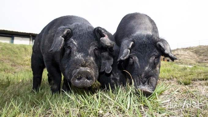 2026년 국제 가축유전자원 신규 등재에 도전해 보세요~