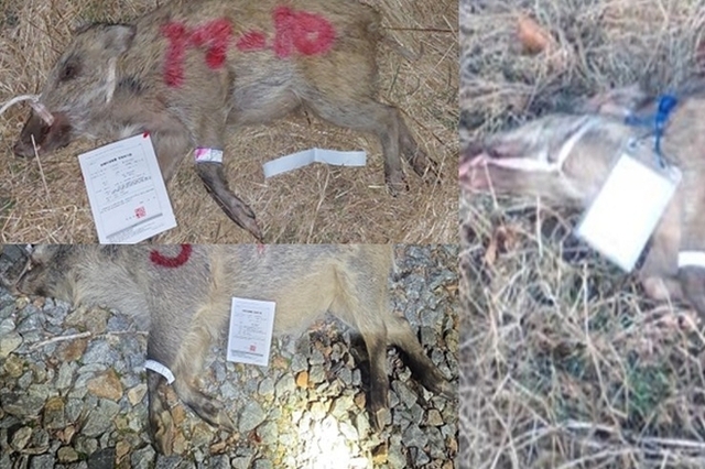 경북 고령서 야생멧돼지 ASF 첫 확진…울산 이어 또 ‘점프 확산’ 비상