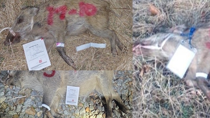 경북 고령서 야생멧돼지 ASF 첫 확진…울산 이어 또 ‘점프 확산’ 비상