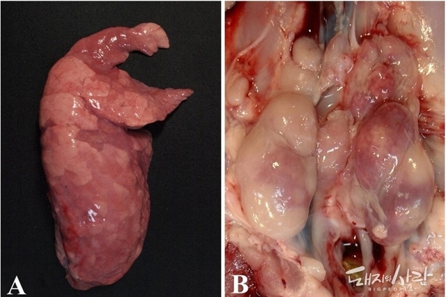 [초록] 제주도 돼지에서 PCVAD 발생 및 병리학적 연구