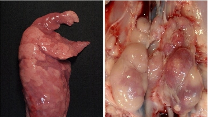 [초록] 제주도 돼지에서 돼지써코바이러스관련질병 발생 및 병리학적 연구