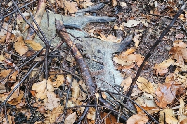 [ASF] 하룻 만에 경북 고령서 네 번째 감염멧돼지 추가