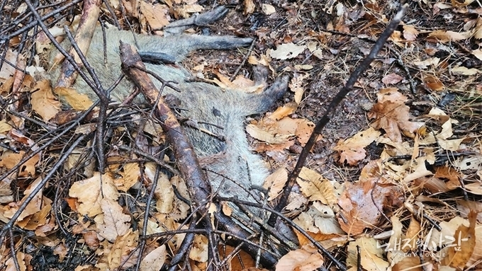 [ASF] 하룻 만에 경북 고령서 네 번째 감염멧돼지 추가