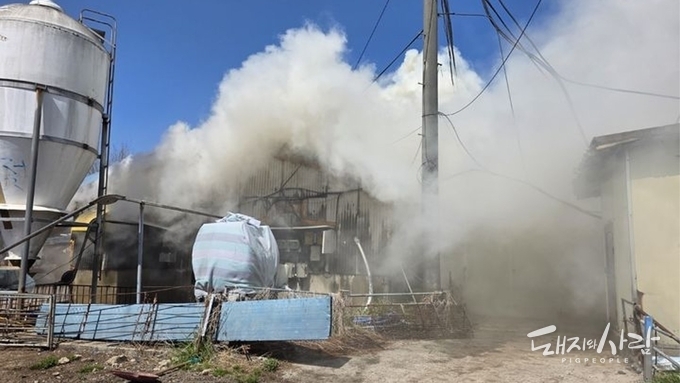 일주일 만에 돈사 화재 발생....고창서 육성돈 3백여 마리 폐사