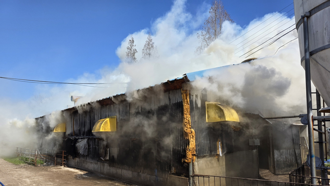 일주일 만에 돈사 화재 발생....고창서 육성돈 3백여 마리 폐사