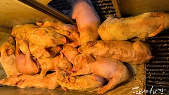 눈에 보이는 설사, 숨겨진 독소(1): 신생 자돈 설사, 어디부터 점검해야 할까?