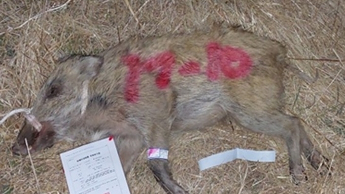 경북 고령 야생멧돼지서 '사육돼지형' IGR-I 바이러스 검출…전파 경로 '미궁