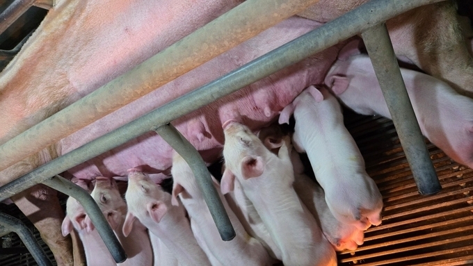 모돈 면역이 먼저다(7): PCV2 컨트롤의 해답은 '세포성 면역'