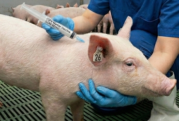 [초록] 돼지열병 마커 생백신을 접종한 돼지의 연령 및 농장별 항체 형성률 분석