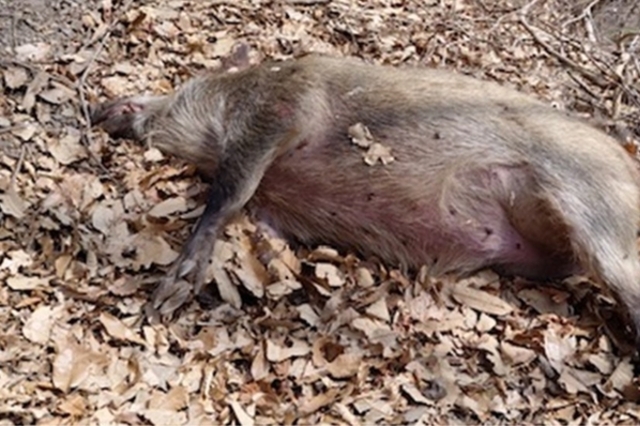 울산 북구서 24일 만에 ASF 멧돼지 추가 발견... "잔존 바이러스 확산 우려"